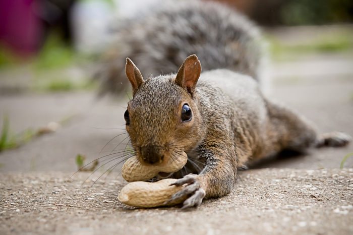 'Justice for Peanut': 5 reactions to killing of celebrity squirrel seized by New York authorities