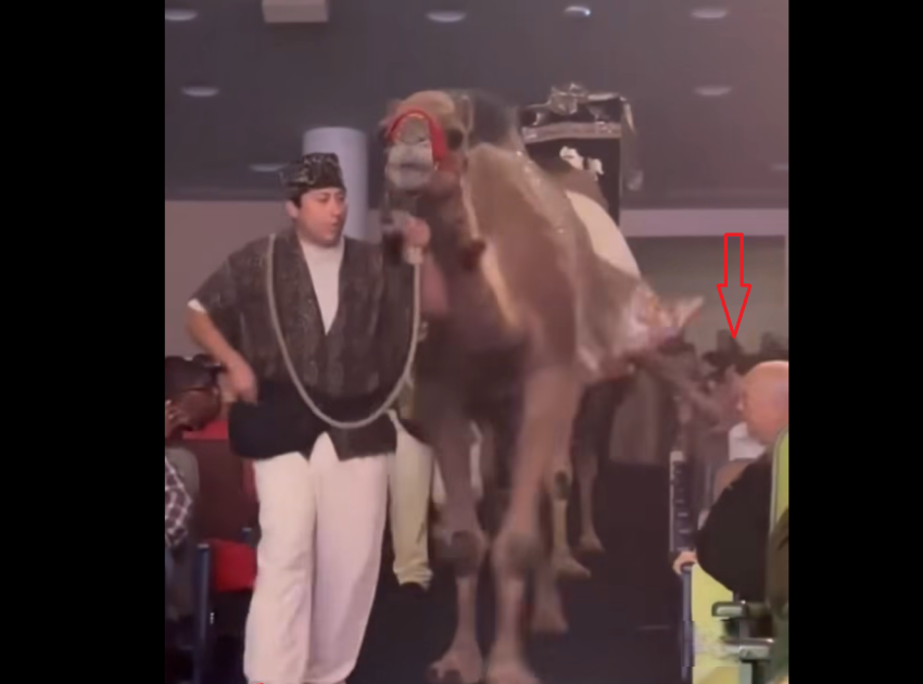 Woman suffers dangerous camel kick during megachurch’s Christmas Spectacular